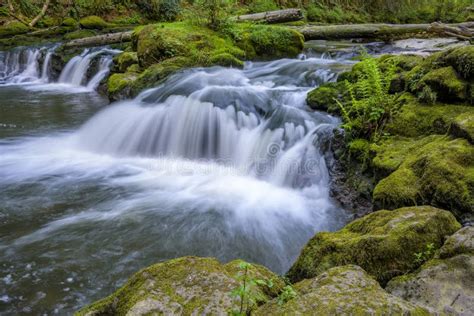 Mountain River With Rapids On Stones Covered With Moss In A Wild Forest