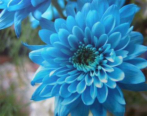 200 Seeds Sky Blue Chrysanthemum Mums Flowers Garden Planting Etsy