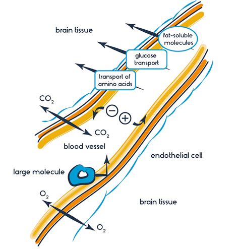 Explainer What Is The Blood Brain Barrier And How Can We Overcome It