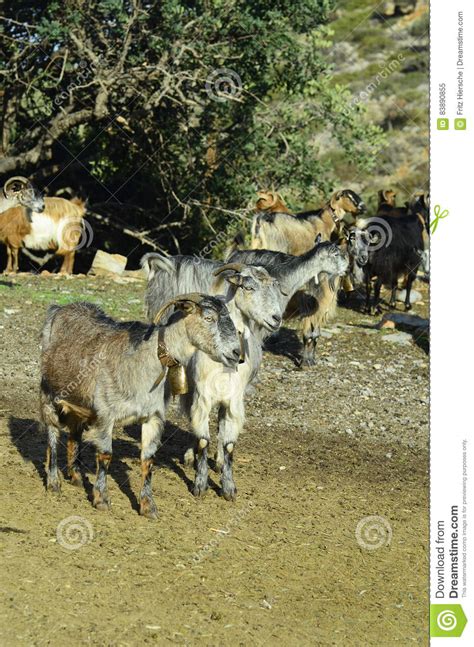 Greece Crete Animal Stock Image Image Of Zoology Flock 83890855