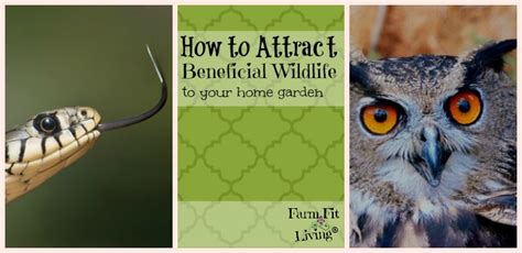 Maybe you would like to learn more about one of these? How to Attract Beneficial Wildlife to the Home Garden ...