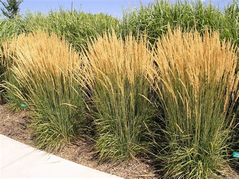 Karl Foerster Feather Reed Grass Calamagrostis Gallon Pot