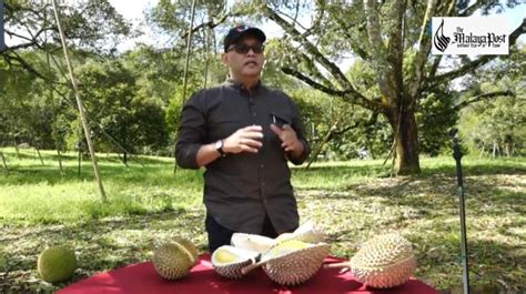 (mukbang malaysia) musang king black thorn. Pengkalan Hulu sebagai hub pengeluaran durian Musang King ...