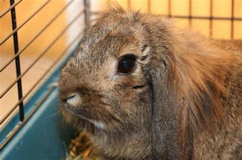 Nana réservée ad rongeur NAC lapin à adopter dans la région Ile