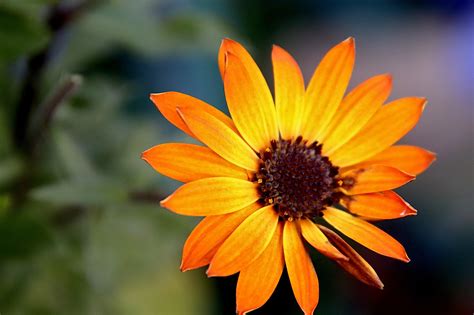 Bunga Warna Oranye Kelopak Foto Gratis Di Pixabay Pixabay