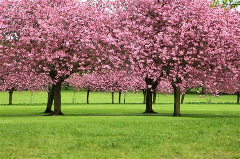 Download and use 90,000+ tree stock photos for free. blossom, Branch, Cherry Blossom, Cherry Trees, Flowers ...