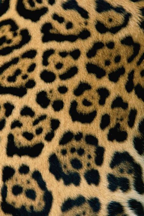 665 best PATTERN animal planet images on Pinterest | Animal prints