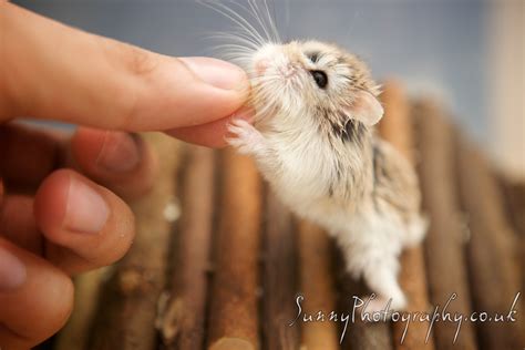 Roborovski Dwarf Hamster Monkey Feeding View Larger Here Flickr
