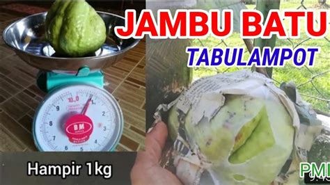 Penyiraman tanaman jambu kristal dalam pot berfungsi untuk memberikan kebutuhan air pada. TIP RAWATAN POKOK JAMBU BATU TABULAMPOT - YouTube