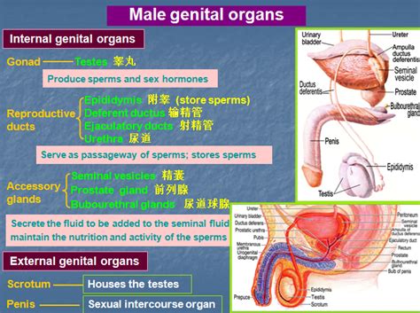 It is normally about the size of a chestnut. MBBS Medicine (Humanity First): Male Genital System