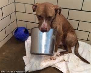 Picture Of Rescue Dog Who Loves His Bucket So Much It Will Have To Be