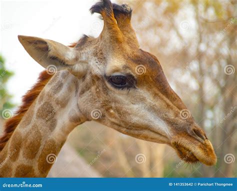 Side Head Giraffe Close Up Have Tag On Them Ear Can See Beautiful