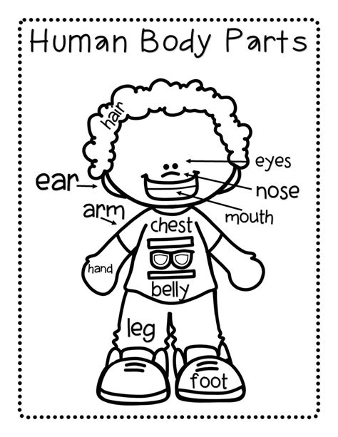 ️body Parts Coloring Page Free Download