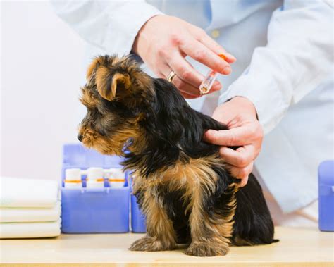 May 21, 2021 · and pfizer saying boosters for their shots might be needed 8 to 12 months after being fully vaccinated. Dog Vaccinations | General Dog Health Care | Dogs | Guide ...