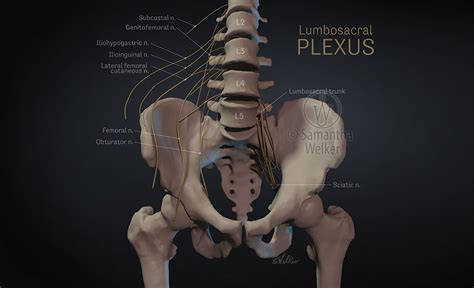 Lumbosacral Plexus Art As Applied To Medicine