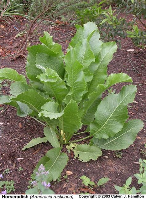 Do not harvest horseradish the first year as this will weaken the plants. Horseradish