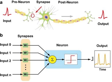 Schematic Illustration Of Neuromorphic System A Biological Model The
