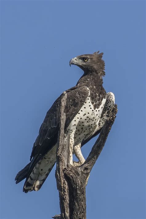 Find images of african antelope. Martial Eagle v Bearded Vulture (Lammergeier) - Carnivora