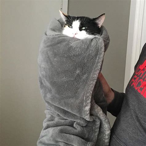 How Vets Deal With Angry Cats They Make Purritos Cat Burritos