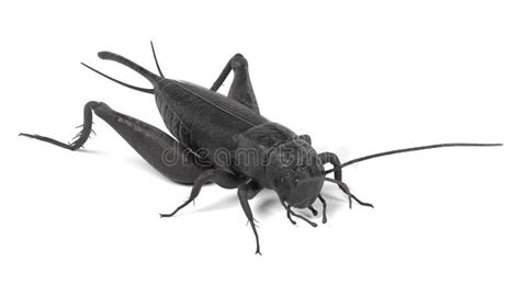 Cricket Insect Stock Illustrations 3415 Cricket Insect Stock