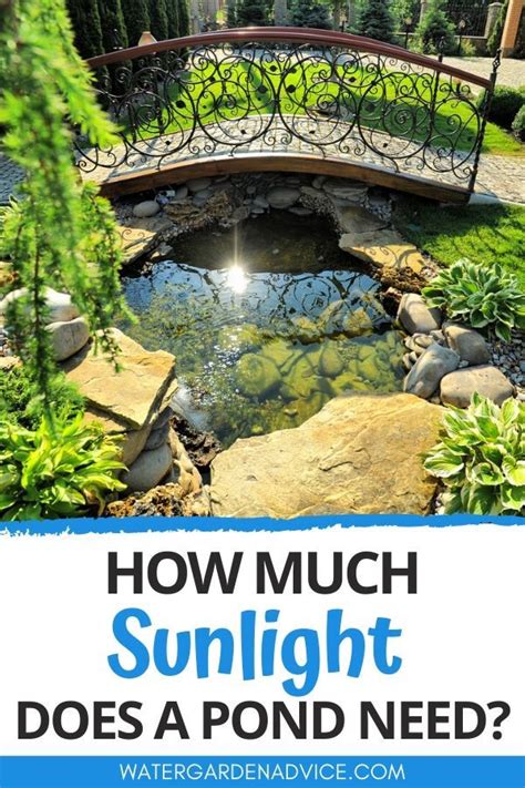 This means you'll need to water them frequently compared to older cacti. How Much Sunlight Do Ponds Need in 2020 | Ponds backyard ...