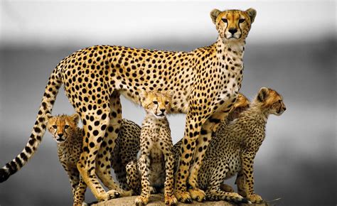 Cheetah Ultra Hd Wallpapers Top Free Cheetah Ultra Hd Backgrounds