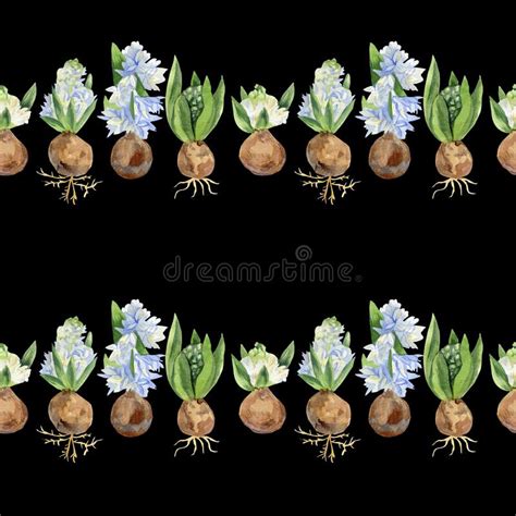 Watercolor Seamless Pattern With Hyacinths On A Black Background