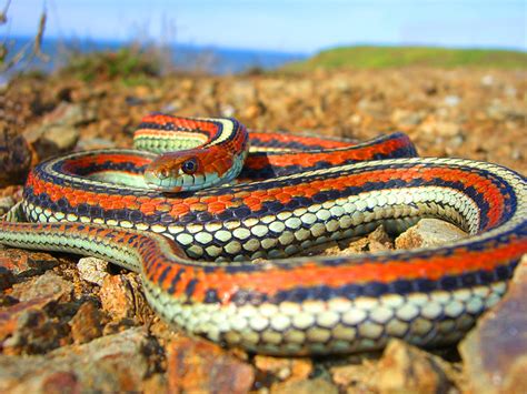 Creamsicle Morph San Francisco Garter Snake Thamnophis Sirtalis