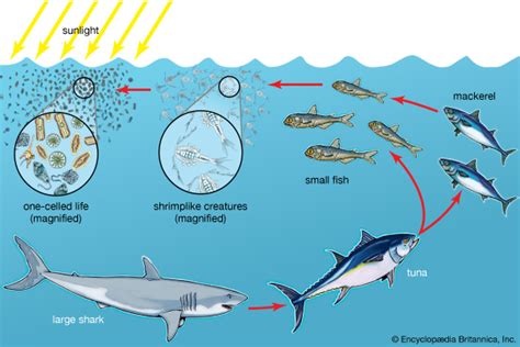There are mainly two types of grazing food chains and they are as follows: Food chain | ecology | Britannica.com