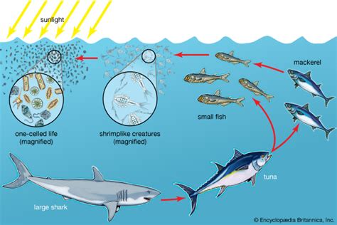 Two examples of food chains are shown in figure below. food chain: ocean food chain - Students | Britannica Kids ...