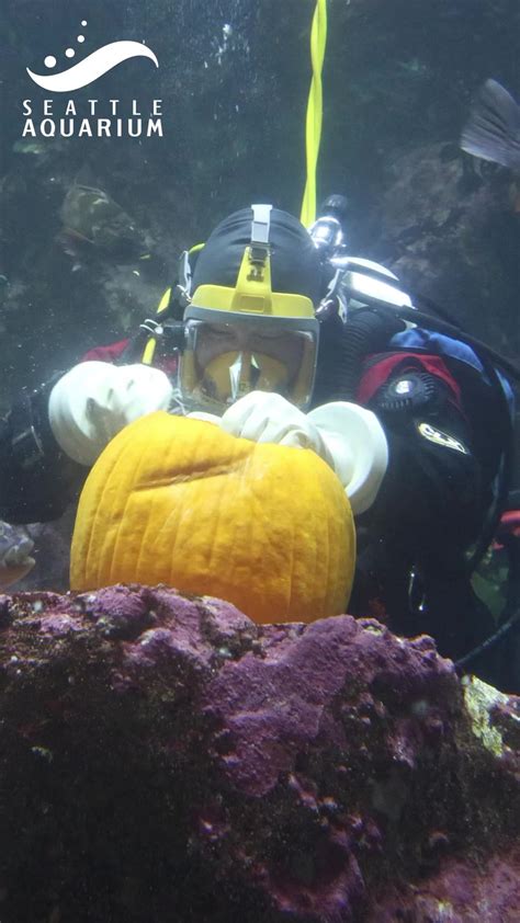 Sea otters enjoy pumpkin-shaped treats for Pumpkin Day | Happy #