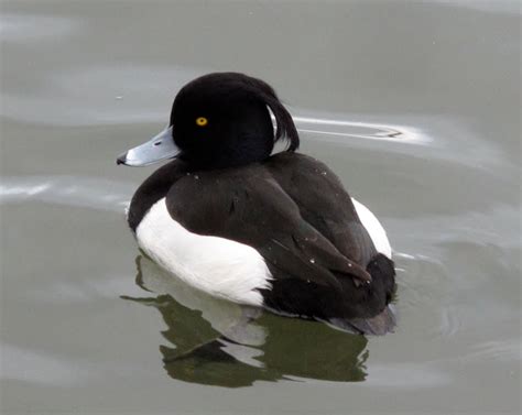 The Rattling Crow On Zebra Mussels And Tufted Ducks