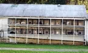 There are also indiana's amish puppy mills. Example of Ohio amish puppy mill ~ See video linked to ...