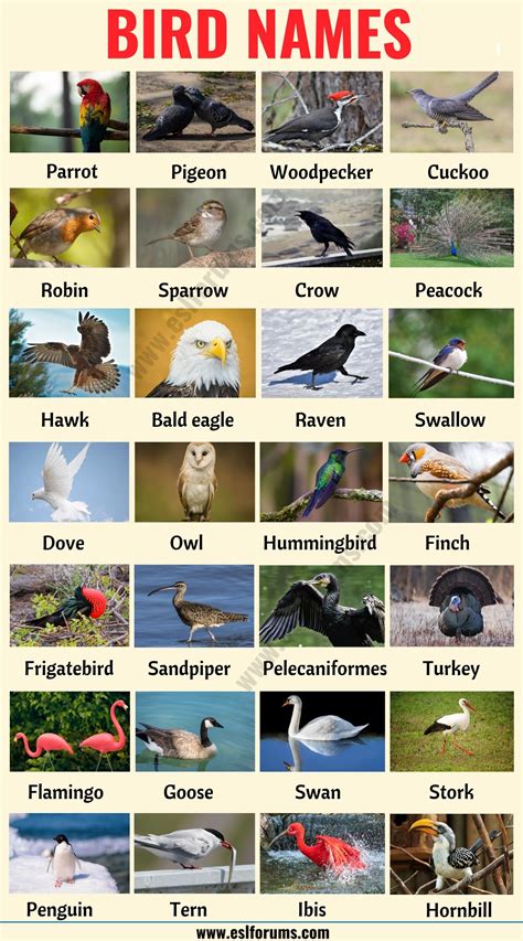 Bird Names Different Types Of Birds In English With The Picture Esl