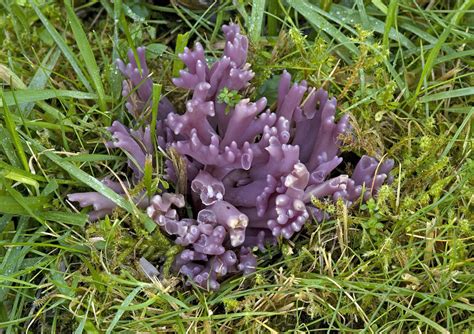 Purple Coral Fungus Photograph By Bob Gibbons Fine Art America