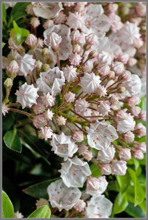 A Close Up View Of Dwarf Mountain Laurel