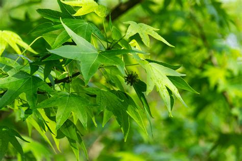 Der amberbaum ist ein schöner hausbaum, kann jedoch sehr groß werden. Kugel - Amberbaum | Marchfeldpflanzen.at