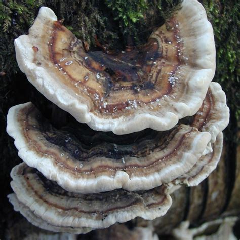 turkey tail mushroom plug spawn gourmet woodland mushrooms
