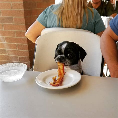 Just A Dog Eating A Bacon Strip Rfunny