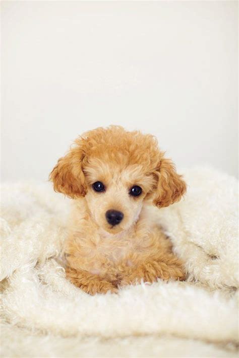Join millions of people using oodle to find puppies for adoption, dog and puppy listings, and other pets adoption. Apricot toy poodle | Cats, Kittens, Dogs, Puppies ...