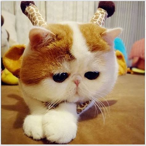 We did not find results for: Dp bbm kucing lucu menggemaskan