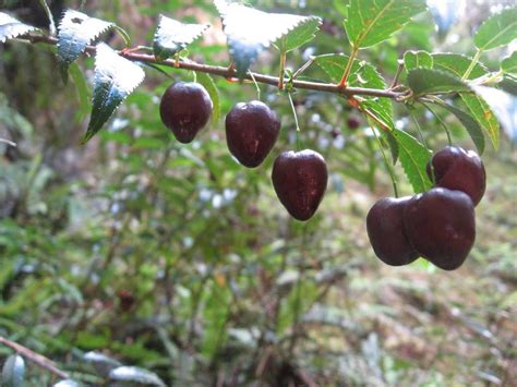 Heart Berry Tasmanian Native Grows In Moist Shady Forests Of Lake St