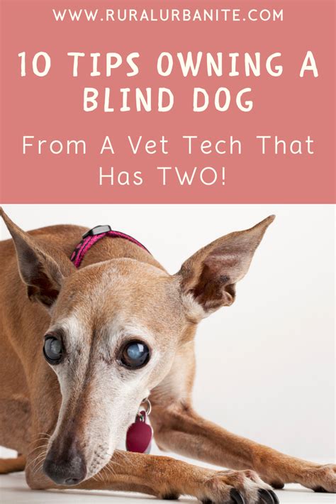 10 Tips On Caring For Your Blind Dog — Rural Urbanite