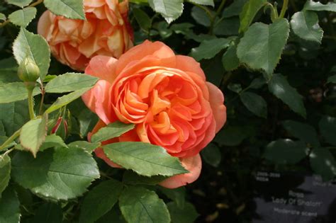 Roses Of Richmond David Austin Rose Lady Of Shalott