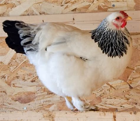 Light Brahma Chickens Baby Chicks For Sale Cackle Hatchery