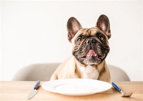My dog was not on medication, nor did they have any dental issues. 10 Human Foods that Dogs Can and Cannot Eat | How I Met My Dog