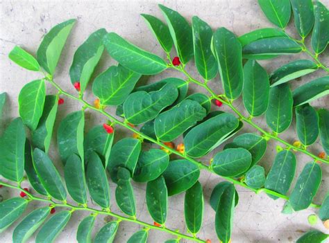 For those, see list of english words of old norse origin. Sauropus androgynus, Star gooseberry, 马尼菜, Malaysia plant ...