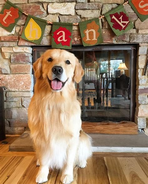 Maybe you would like to learn more about one of these? #goldenretriever #thanksgiving | Golden retriever, Golden ...