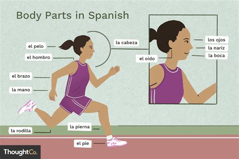 Complete List Of Body Parts In Spanish