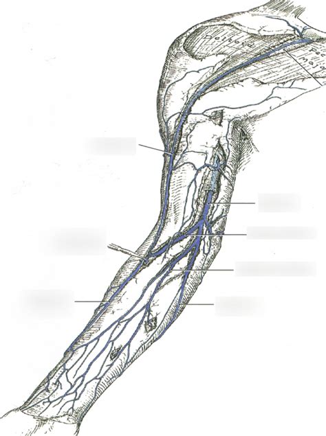 Superficial Veins Arm Diagram Unit 12 Diagram Quizlet